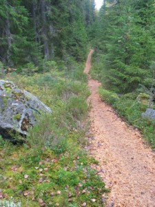 maastojuoksu